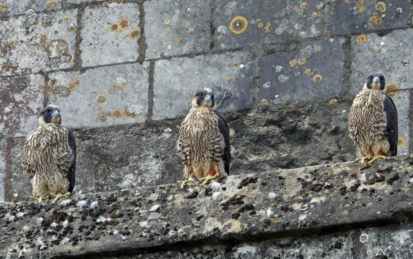 cathedral peregrines nesting