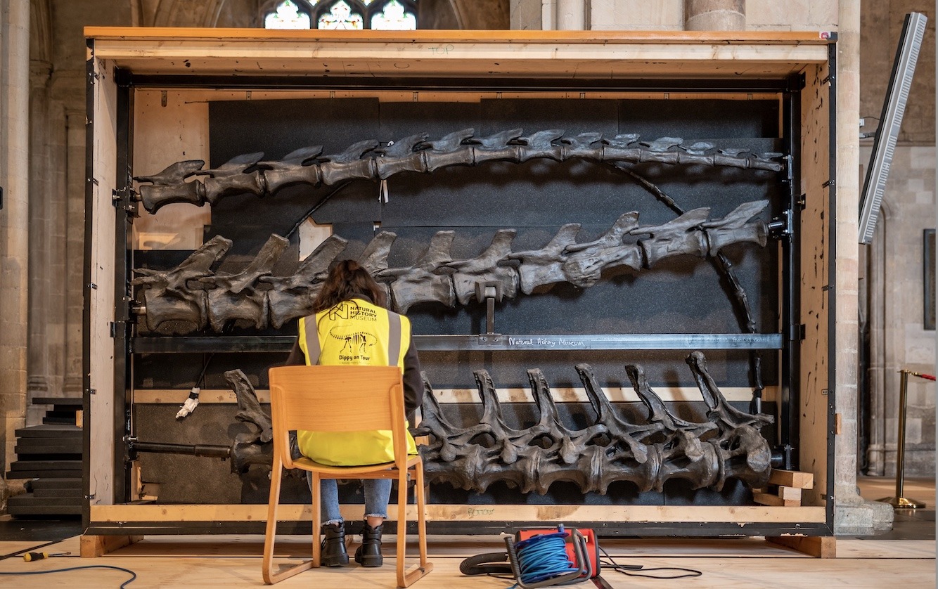 Dippy on Tour - Photos at Norwich Cathedral Natural History Museum