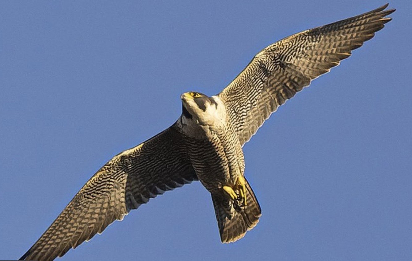 Edith. Norwich Cathedral's new peregrine falcon