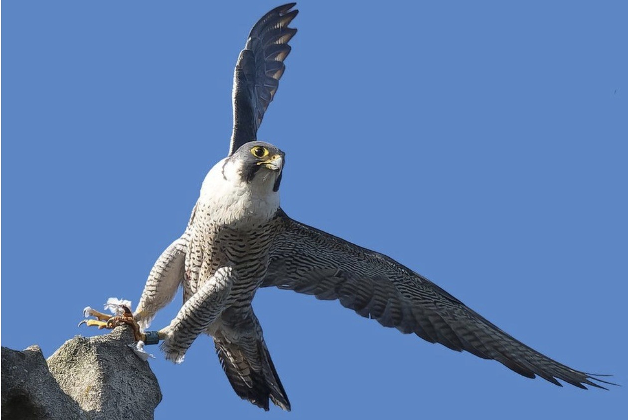GA. Norwich Cathedral's peregrine falcon. Recently died.