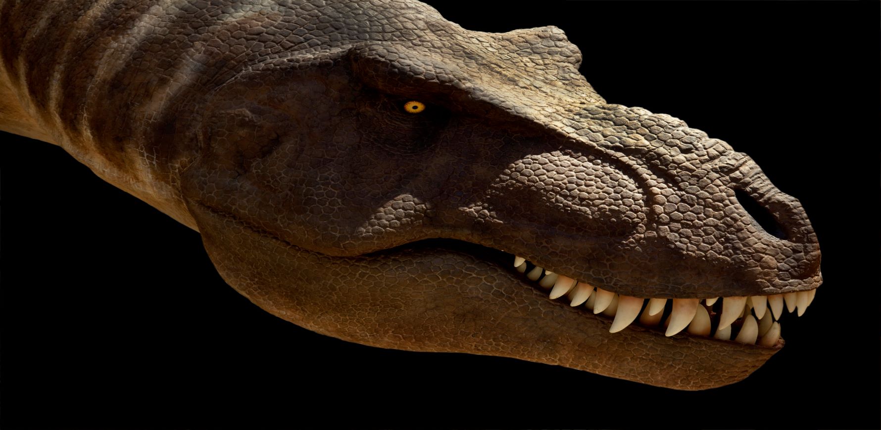 PeterboroughT-Rex head black background-L © The Natural History Museum London