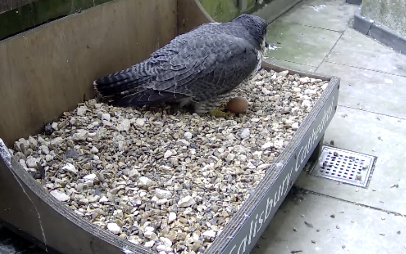 Peregrine Falcon Live webcams - Salisbury first egg of 2022