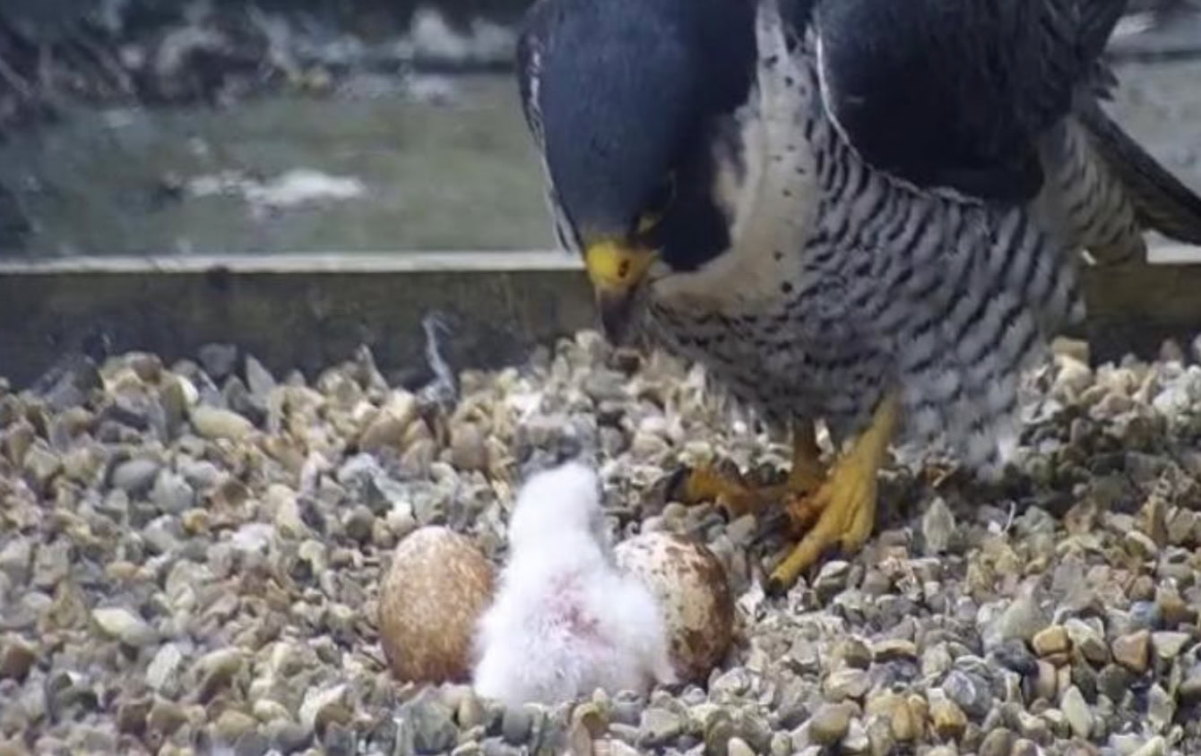 Winchester Peregrine first eggs hatch