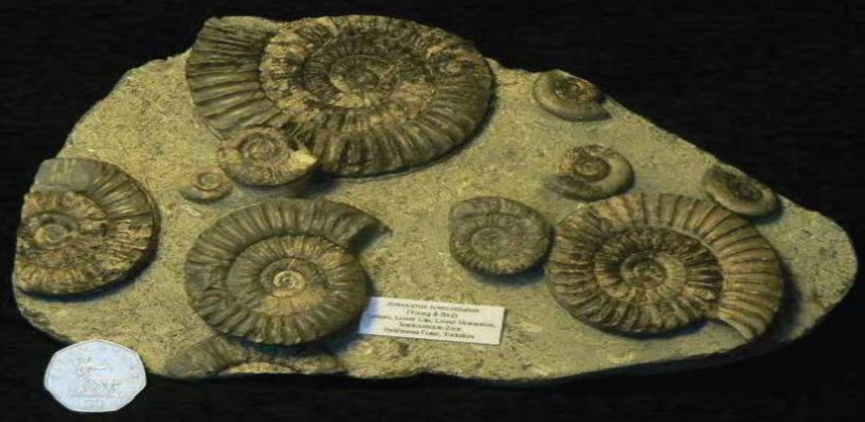 Worcester-Fossils-L