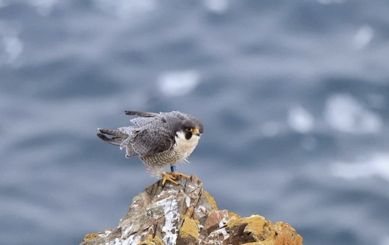 Cathedral Peregrines go Long Haul