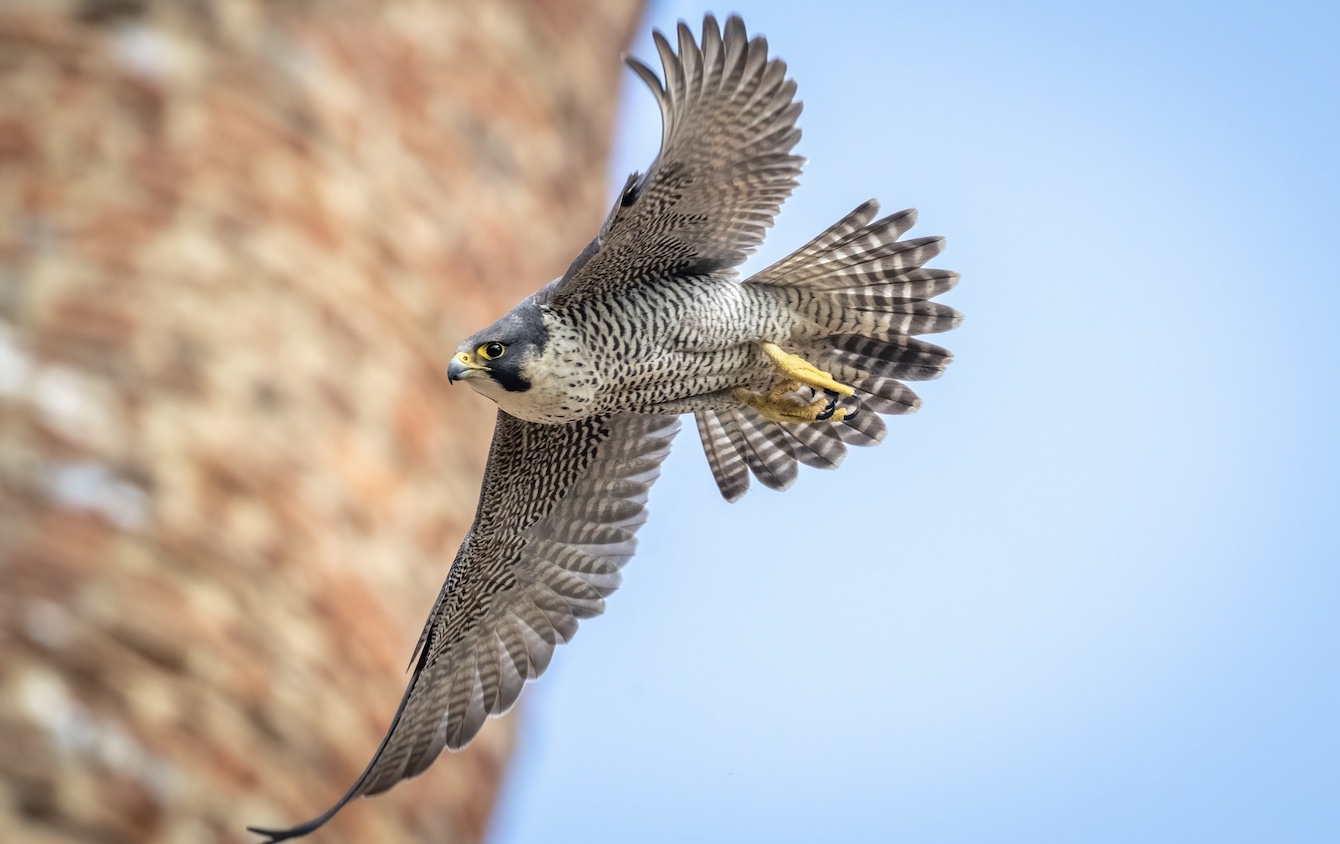 Peregrine webcam goes live at St Albans Cathedral