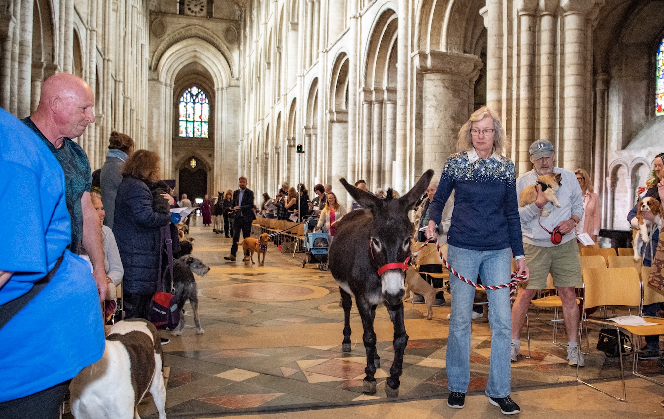 St Albans Cathedral holds its first ever pet service this Sunday